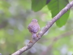 Phylloscopus borealis
