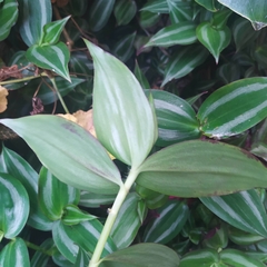 Tradescantia zebrina zebrina