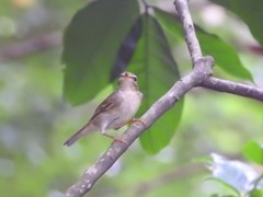 Phylloscopus borealis
