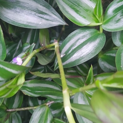 Tradescantia zebrina zebrina