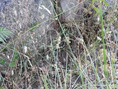 Cynosurus echinatus