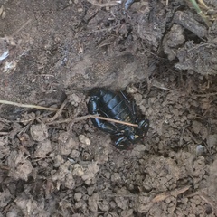 Bothriurus chilensis