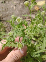 Acicarpha tribuloides