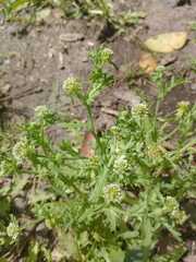 Acicarpha tribuloides