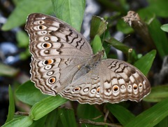 Junonia atlites atlites