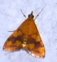 Pyrausta phoenicealis