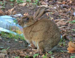 Oryctolagus cuniculus