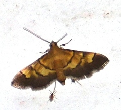 Syngamia