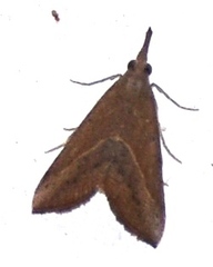 Hypena obacerralis