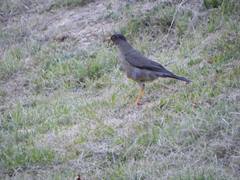 Turdus falcklandii