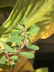Euphorbia maculata