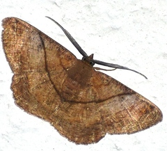 Petelia medardaria