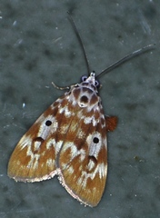 Sommeria marchalii