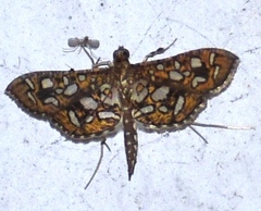 Nausinoe geometralis