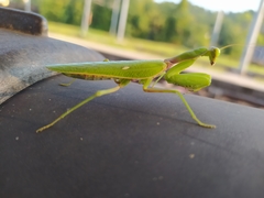 Hierodula patellifera