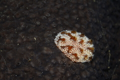 Botrylloides magnicoecus