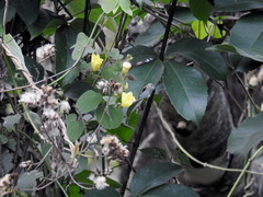Camonea vitifolia