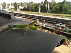 Hierodula patellifera