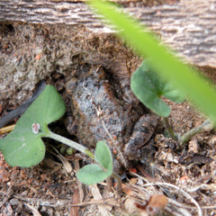 Poyntonophrynus fenoulheti