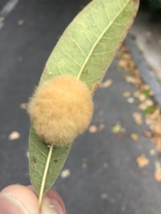 Neuroterus laurifoliae