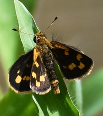 Taractrocera ceramas