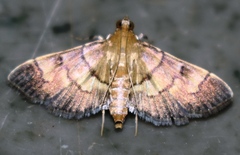 Syngamia