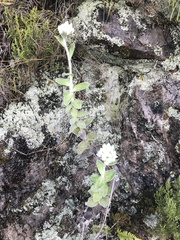 Helichrysum fruticans