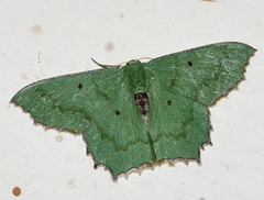 Episothalma robustaria