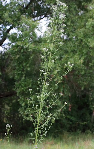 Image of Chromolaena ivifolia by (c) Lauren McLaurin, some rights reserved (CC BY)