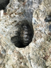 Acanthopleura