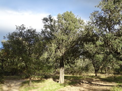 Juniperus oxycedrus