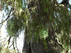 Juniperus oxycedrus