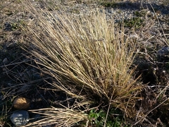Festuca gracillima