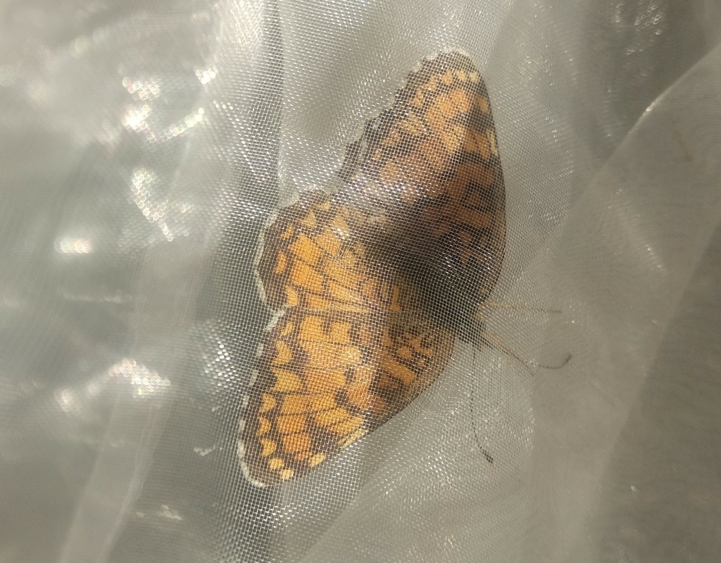 Melitaea pseudornata