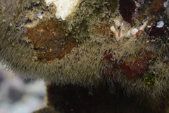 Antennella