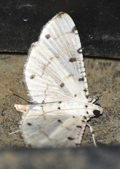 Pycnarmon