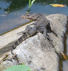 Varanus salvator