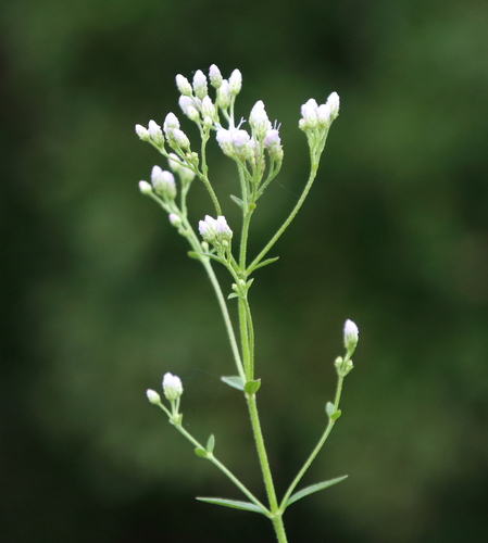 Image of Chromolaena ivifolia by (c) Lauren McLaurin, some rights reserved (CC BY)