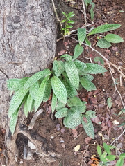 Drimiopsis