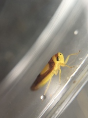 Colladonus clitellarius