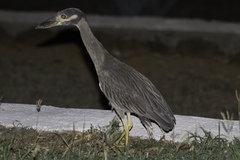 Nyctanassa violacea gravirostris