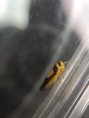 Colladonus clitellarius