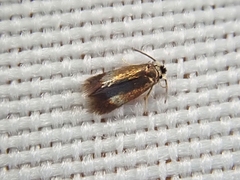 Stigmella multispicata