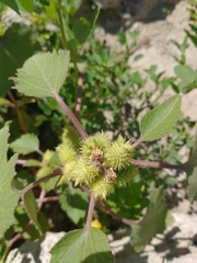Xanthium cavanillesii