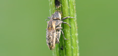 Lixus perforatus
