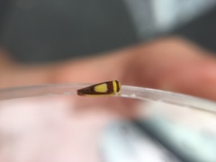 Colladonus clitellarius