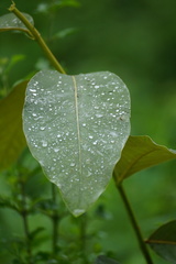 Homalanthus populifolius