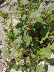 Xanthium cavanillesii
