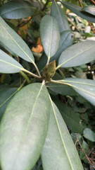Rhododendron