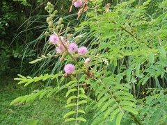Mimosa rubicaulis